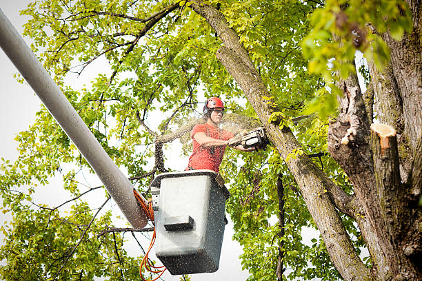 Best Tree Branch Trimming  in Arroyo Grande, CA